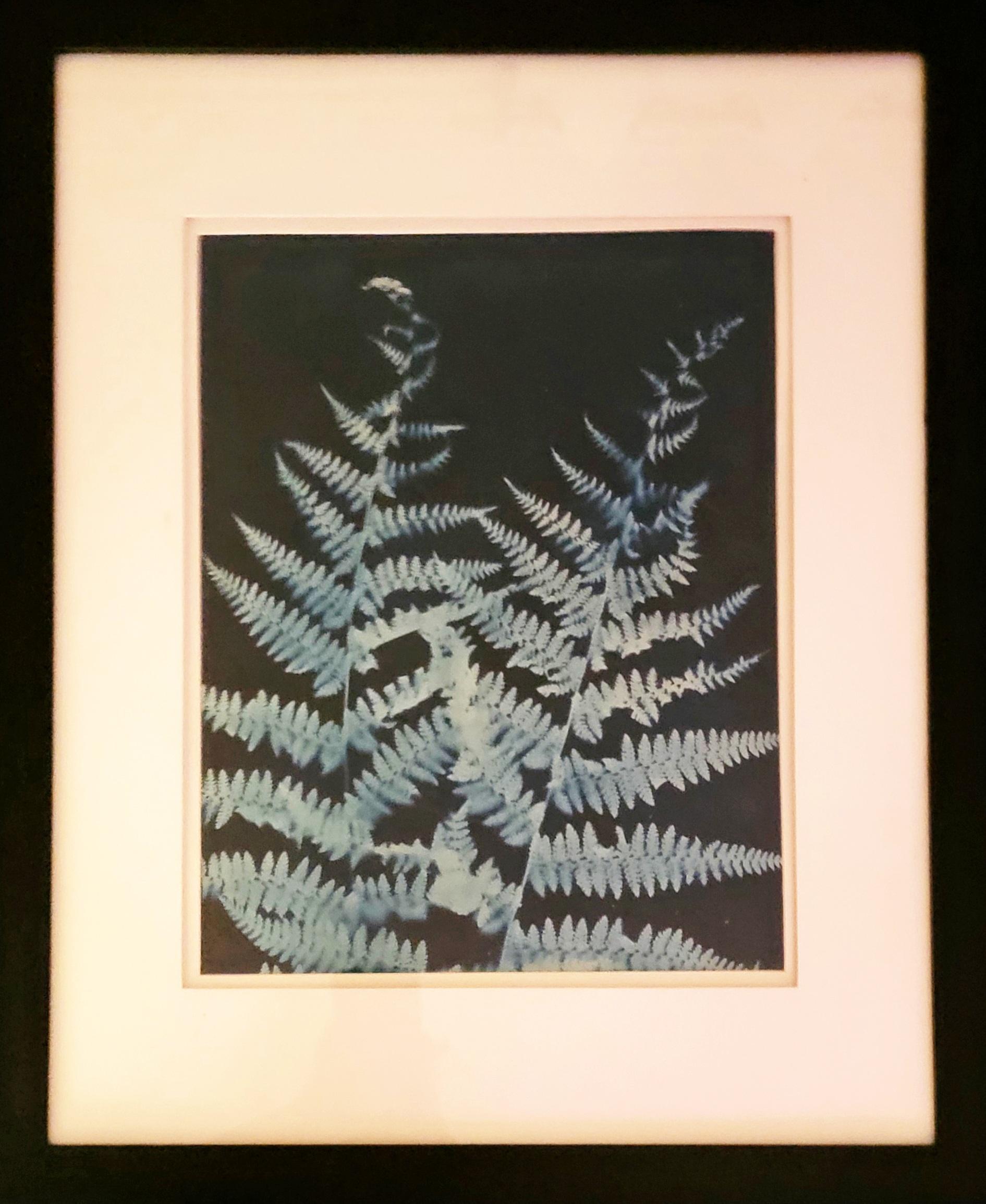 Ferns by Lisa Shea