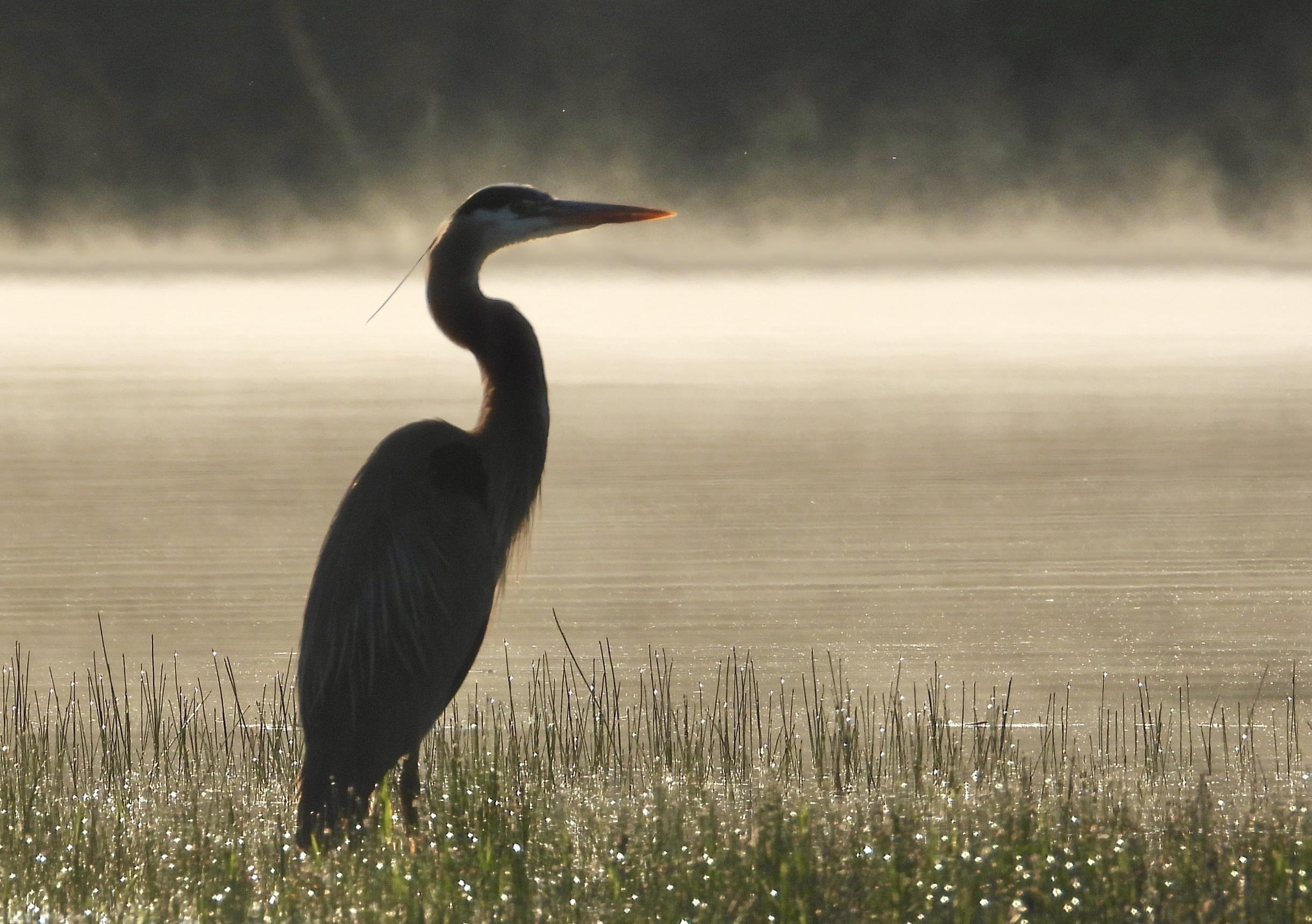 Great Blue Heron by Janet McDonald